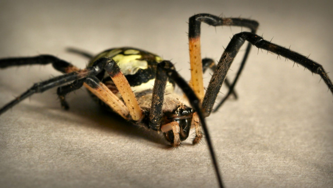 spider pest control Gold Coast