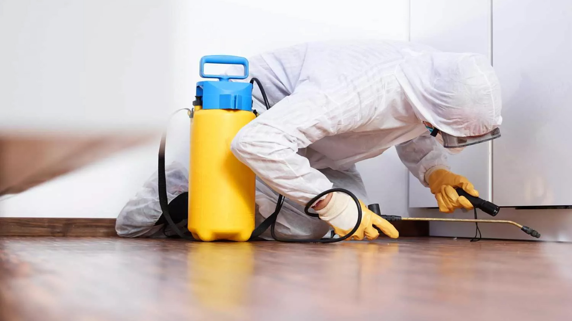 building and pest inspection tweed heads