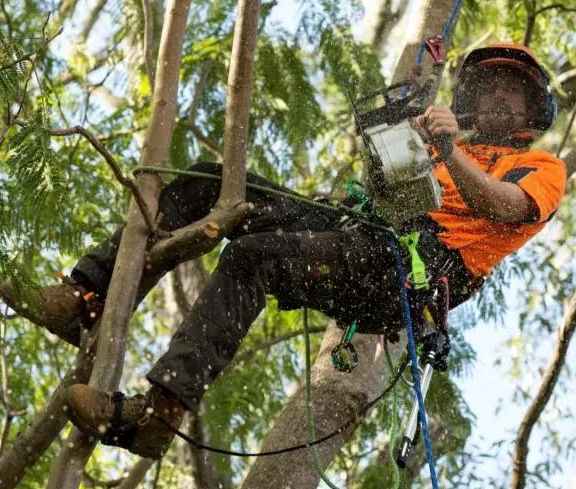 Gold Coast Tree Lopping