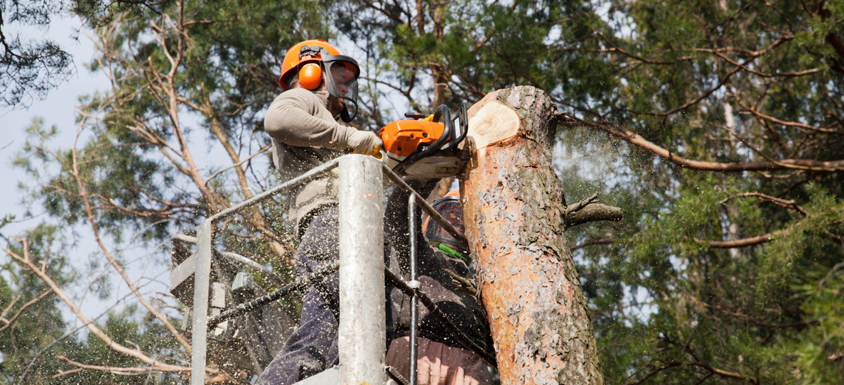 tree lopping in Gold Coast