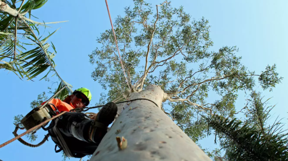 gold coast tree loppers