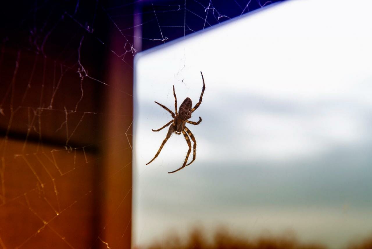 spider pest control Gold Coast