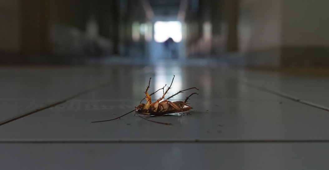 pest control for Gold Coast cockroaches