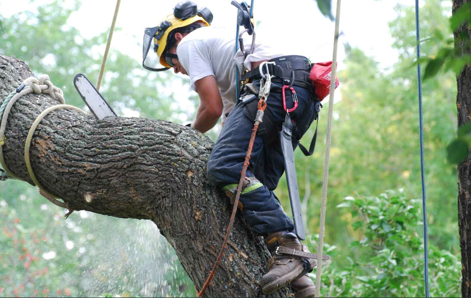 tree lopping in Gold Coast