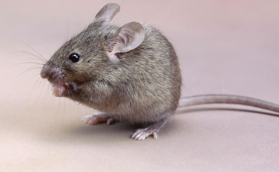 Rat Pest Control in Gold Coast