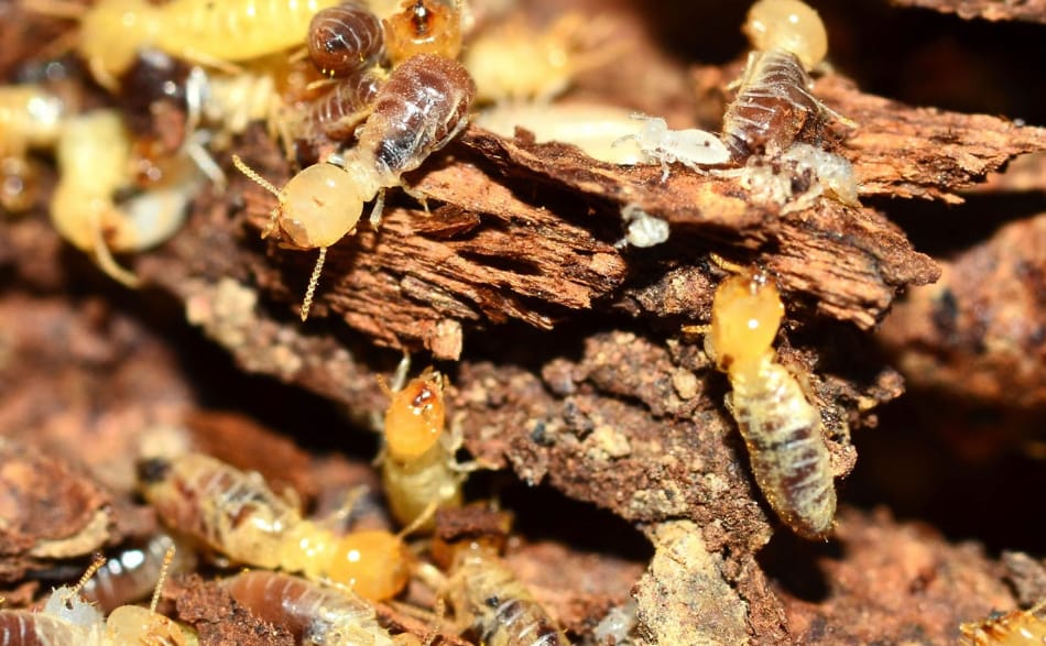 Termite Control in Gold Coast