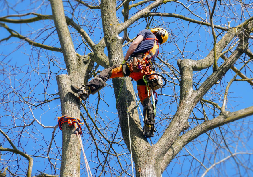 tree lopping Gold Coast