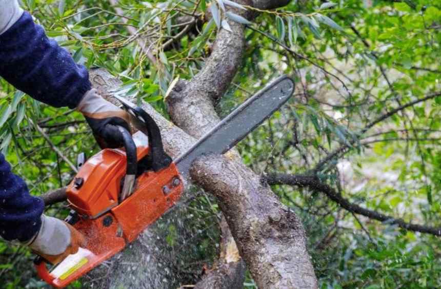 Gold Coast tree lopping